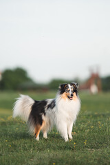 Sheltie dog in nature