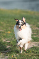 Sheltie dog in nature