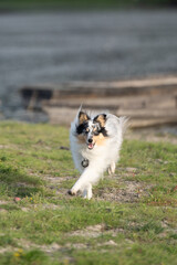 Sheltie dog in nature