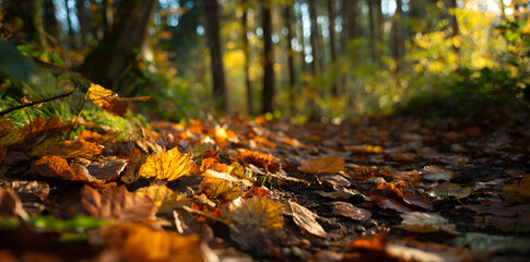 Vibrant Autumn Leaves Covering a Peaceful Forest Pathway with Soft Sunlight Filtering Through Trees