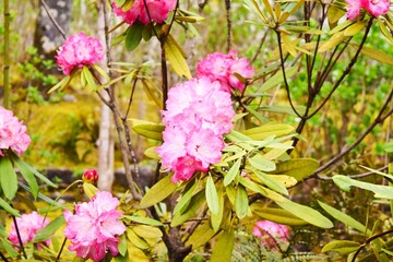 Rhododendron garden in Tokyo, Japan