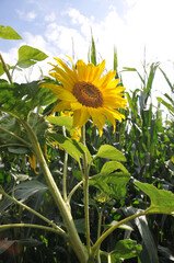 Sonnenblume