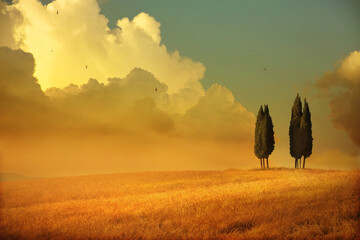 Golden wheat field and cypress trees under dramatic sunset sky in Tuscany