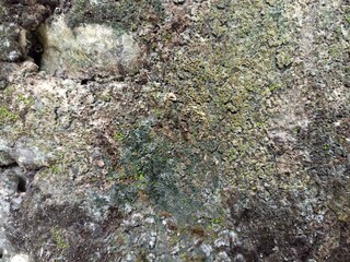 Rough Porous Wall with Moss and Weather Stains Texture. Close-up of porous, weathered wall with green moss and natural erosion. Great for use in organic backgrounds and grunge texture overlays