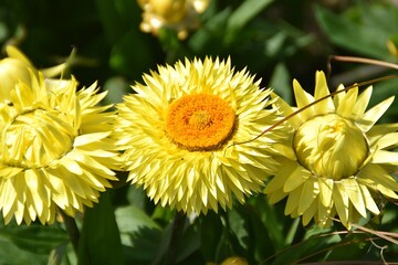 Lovely yellow strawflowers are blossoming in a garden in sunny summer day.
