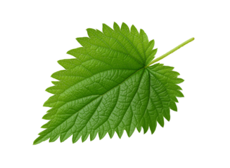 A distinct green stinging nettle leaf, isolated on a transparent background in PNG format.