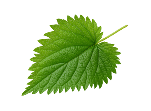 A distinct green stinging nettle leaf, isolated on a transparent background in PNG format.