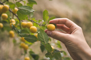 A farmer hand picking a ripe, yellow plum from a tree branch in the garden, farm land. A hand reaching for a yellow fruit growing on a tree branch among green leaves. Fruit cultivation and harvesting.