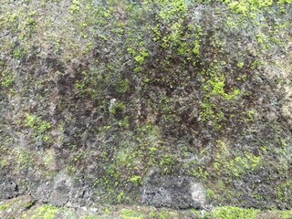 Moss and Mildew on Weathered Concrete Wall Surface. Close-up of green moss and black mildew forming...