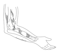 Science of hand drawn vector science Arm Muscle outline.