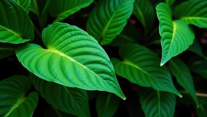 Close Up View of Vibrant Green Leaves with Detailed Veins and Lush Foliage