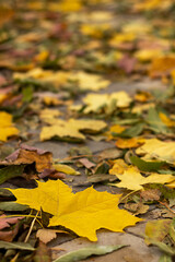 Autumn leaves scattered on a path showcasing seasonal change and natural beauty