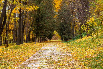 Scenic autumn pathway surrounded by vibrant fall foliage in a peaceful park