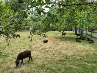 Les moutons d'Ouessant