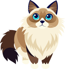 Ragdoll cat