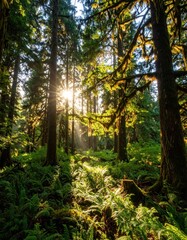 Obraz premium Sunlight filters through lush forest