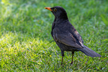 Amsel