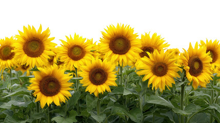 Bright Yellow Sunflowers in Field background isolated on a Transparent background, PNG file.