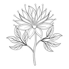indian coral tree flower line art on-white
