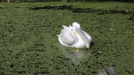 Pelican gliding through water peacefully