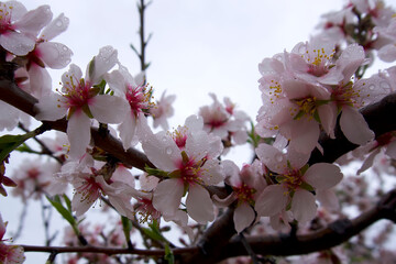 Raindrops on white almond blossoms