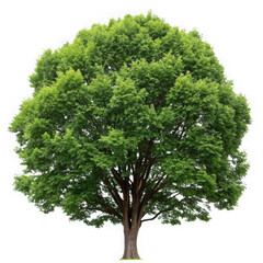 Lush green deciduous tree isolated on transparent background
