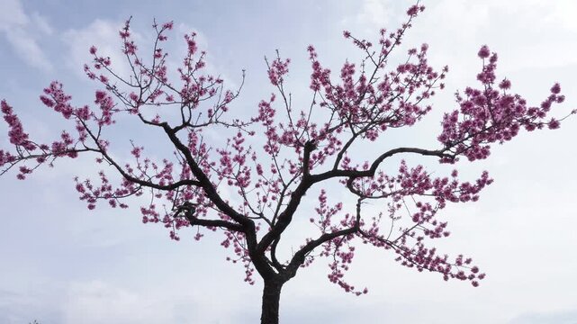 Timelapse of a pink almond blossom