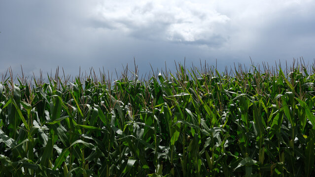 Blick auf ein Maisfeld in der Schweiz bei bew&ouml;lktem Wetter Anfang August. Ackerbau Landwirtschaft auf dem Lande am Stadtrand von Z&uuml;rich, Futtermais Anbau