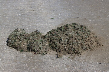 Heaps of seaweed and mud lying on sandy beach
