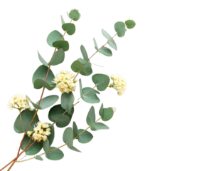 Eucalyptus Stem with Cream-Colored Flowers in Minimalist Flat Lay, isolated PNG 