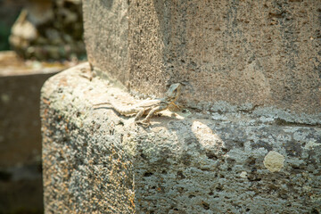 Lizard resting on rocky surface.
