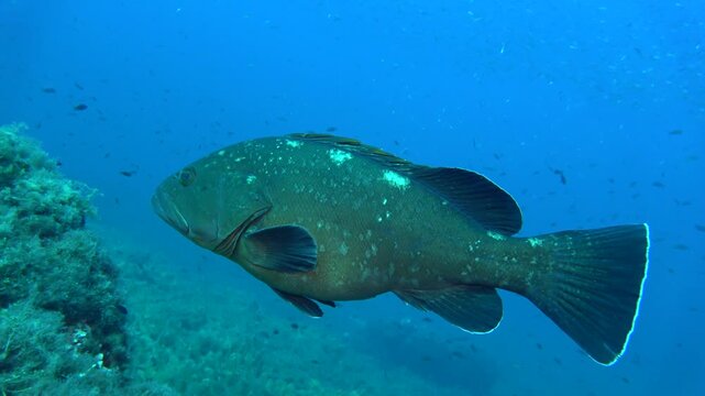 Mero en el mar balear