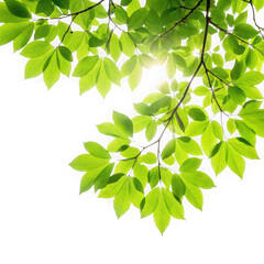 Vibrant green leaves isolated on transparent background