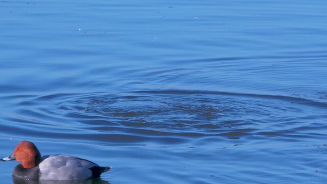 Pochard, pair of males swimming on lake in open water, dive and reappear, winter sunshine