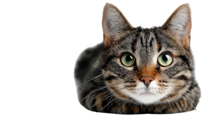 Digital Pet Camera background isolated on a Transparent background, PNG file.