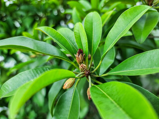 Close up of sapodilla green leaves and flower