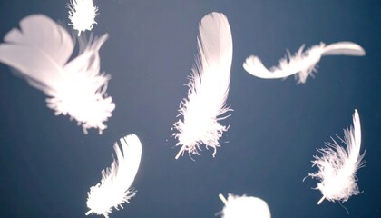 Obraz premium White feathers floating in the air