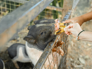 A cute pet pig with a metal cage in the garden at the farm