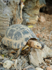 A tortoise walking on the ground is being displayed in a zoo.
