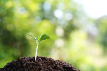 Small growing plant under morning sunlight