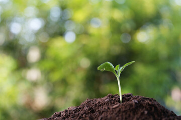 vegetable sprout growing, macro closeup