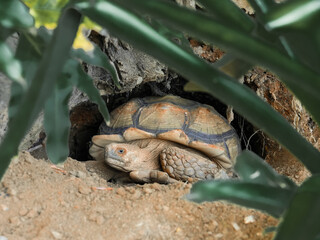 Obraz premium A land sulcata tortoise walking on the ground is on display at a zoo.