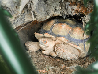 A land sulcata tortoise walking on the ground is on display at a zoo.