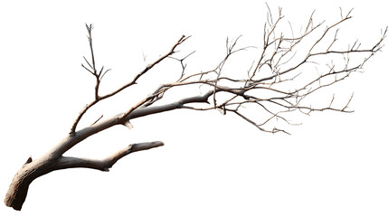Obraz premium Bare tree branch against white background. A leafless, brown twig extends across the image. The branch displays a network of smaller, thin branches 