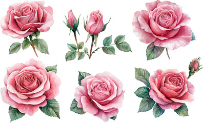 bouquet of pink roses