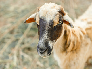 A cute, young white sheep with a woolly face and head stands in a green grassy field on a rural farm