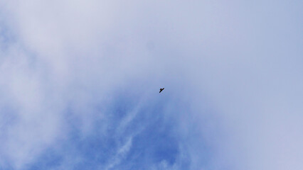 A bird flying in the sky of Madeira, Portugal.