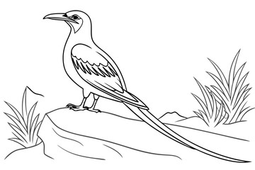 coloring page line art the tropicbird black vector
