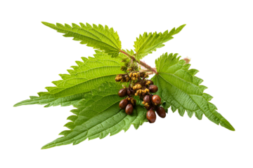 Stinging Nettle Plant with Seeds Green Leaves Black Background,