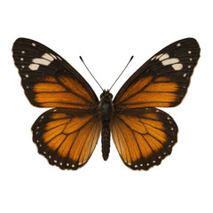 Obraz premium Beautiful danaus plexippus showing its wonderful wings on transparent background